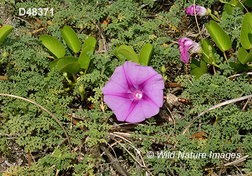 Goat’s-foot Morning-Glory (Ipomoea pes-caprae)